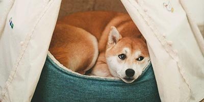 24-7-pet-sitting-in-hobe-sound-fl 24/7 pet sitting in hobe sound fl
