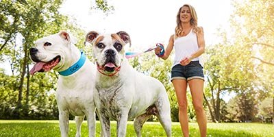 Dog Boarding in Palm Beach County FL