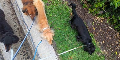 pet-sitting-in-hobe-sound-fl pet sitting in Hobe Sound FL
