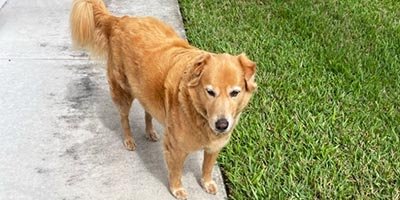 long-term-hourly-pet-sitting-in-hobe-sound-fl long term hourly pet sitting in hobe sound fl