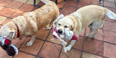 overnight pet sitting in boca raton fl