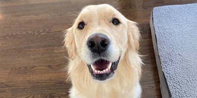 dog boarding in Wellington FL