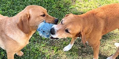 dog walking in Greenacres FL