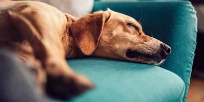 overnight pet sitting in Breakers West FL Small yellow dog sleeping on a blue sofa