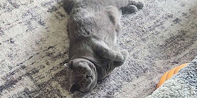 overnight-pet-sitting-in-delray-beach-fl overnight pet sitting in Delray Beach FL
