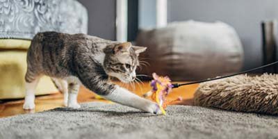 overnight pet sitting in Jupiter overnight pet sitting in Jupiter