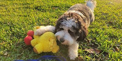 overnight-pet-sitting-in-riviera-beach-fl overnight pet sitting in Riviera Beach FL