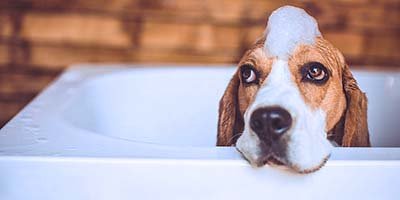 pet taxi in Canyon Lakes FL Beagle dog covered in foam trying to escape the bathtub, while having a bath