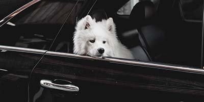 pet-taxi-in-ocean-ridge-fl pet taxi in Ocean Ridge FL