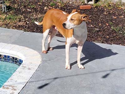 large-dog-boarding-in-fl large dog boarding in Jupiter FL