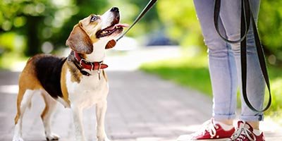 Dog walking visits in Palm Beach County FL