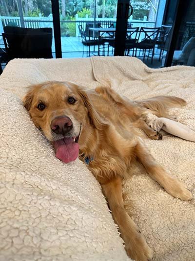 Private large dog boarding in Palm Beach County FL