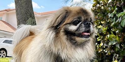 House and Hound Care Pet Sitting in Palm Beach County FL