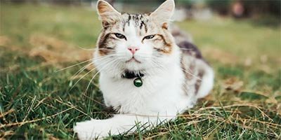 Calm cat during cat sitting visit in Palm Beach County FL
