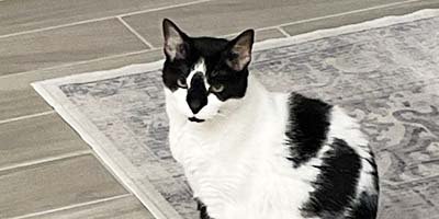 Cat Boarding in Boca Raton FL