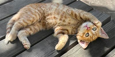 Cat play time in Palm Beach County