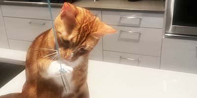 Cat sitting visits in Boca Raton FL