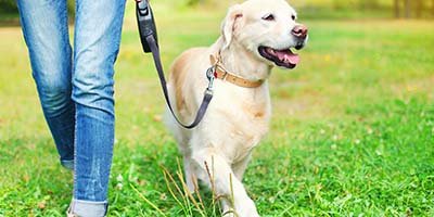 Daily Dog Walking in Palm Beach County FL