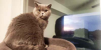 Overnight cat sitting in Boca Raton FL