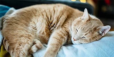 Relaxed cat at home during pet sitting in Palm Beach County FL