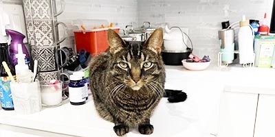 Senior cat care in Palm Beach County FL