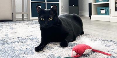 Cat boarding in the pet sitter's home