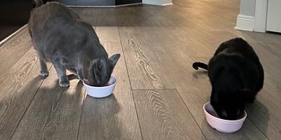 Cat sitting visits