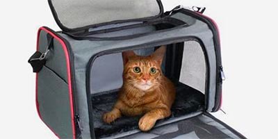 Cat Taxi