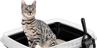 Daily cat litter box service