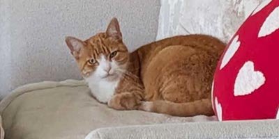 Long term cat sitting