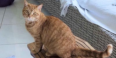 Overnight cat sitting
