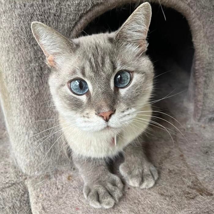 Cat sitting services