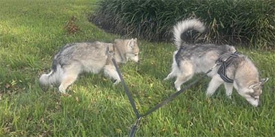 60 minute dog walk