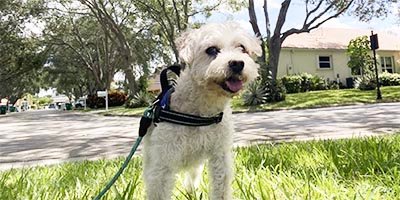 Quick Dog Walk 